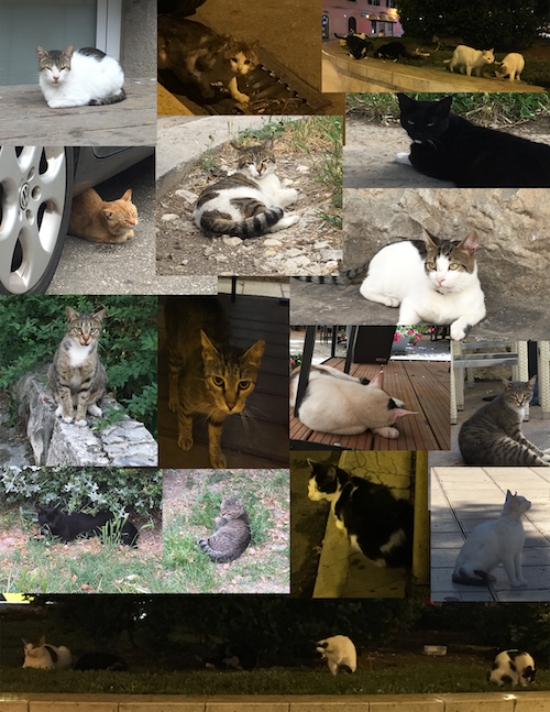 Cats of Instagram_2